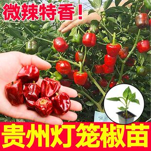 微辣特香贵州灯笼椒苗秧带土球香味浓红灯笼椒辣椒种子籽四季盆栽