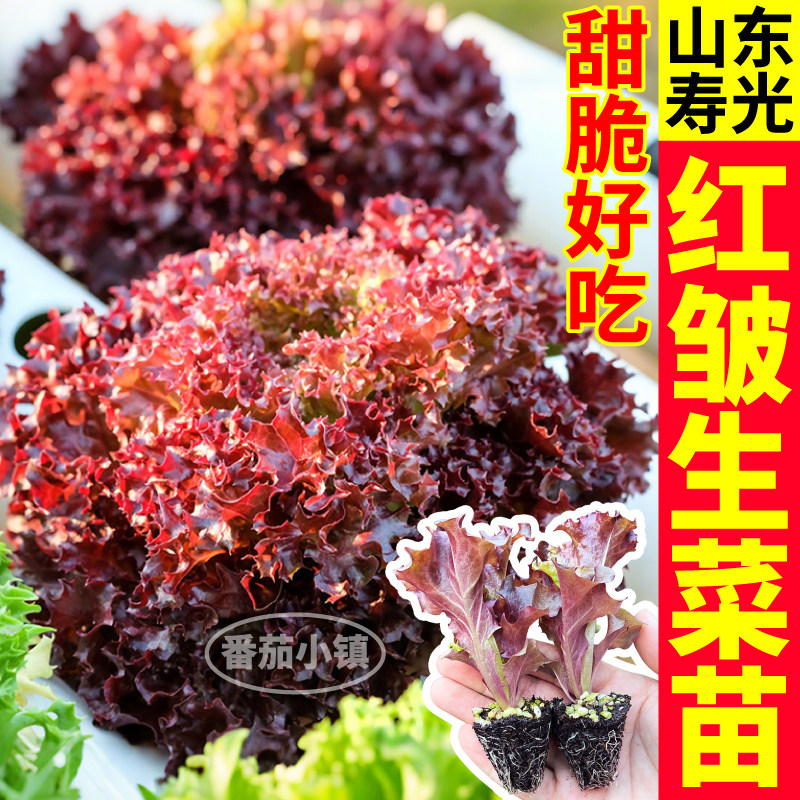 红皱生菜苗秧甜脆好吃紫皱紫罗莎生菜种子四季种植盆栽带土球