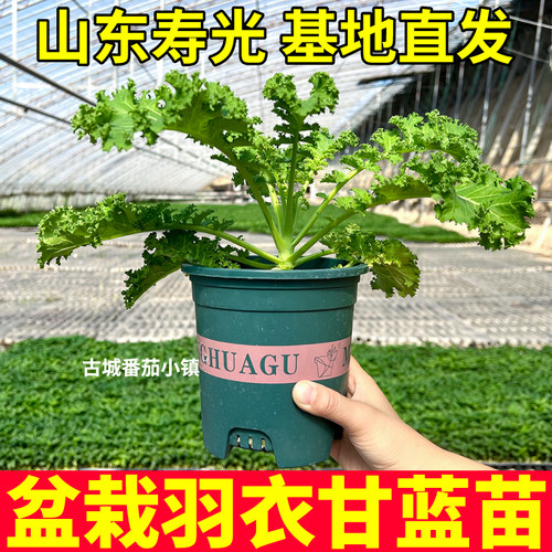 羽衣甘蓝盆栽大苗加仑盆原盆大苗大叶片阳台盆栽可食用小院种植