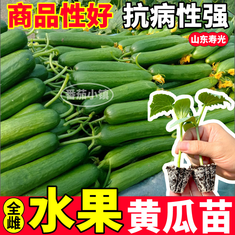 寿光全雌水果黄瓜苗秧生吃脆甜高产绿芯水果黄瓜种子四季阳台盆栽
