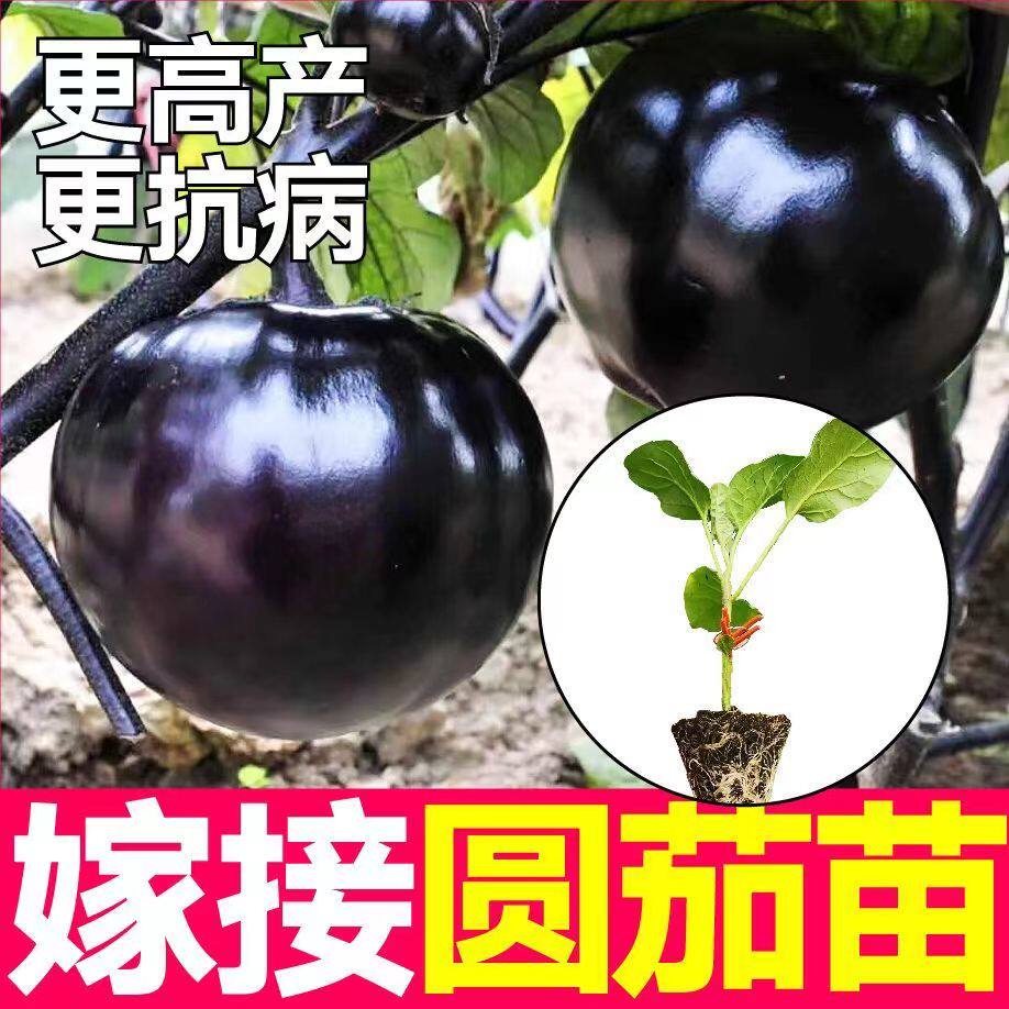嫁接圆茄子苗秧带土球四季春秋盆栽高产抗病黑大龙长茄种子蔬菜苗