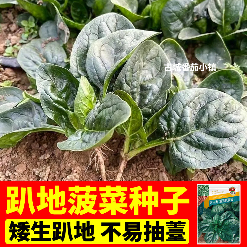 四季高产红根趴地菠菜种子高产