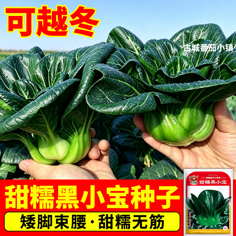 甜糯黑小宝小青菜种子矮脚束腰黑叶苏州青庭院盆栽绿色蔬菜种籽
