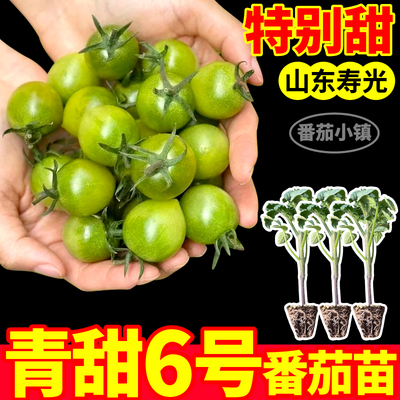 青甜6号番茄苗秧高产串收清甜多汁绿宝石圣女果四季阳台盆栽种子