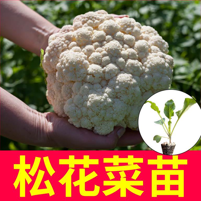 高产特大花球松花菜苗秧耐寒耐热花椰菜种子春秋四季阳台盆栽庭院