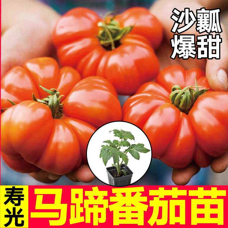老品种马蹄番茄苗秧丑柿子黑红牛排鹅肝西红柿种子四季盆栽带土球