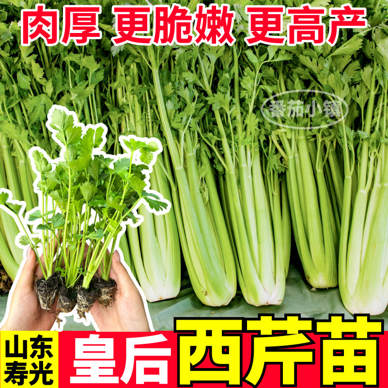 寿光皇后西芹苗秧肉厚脆嫩高产四季种植大肉西芹种子阳台小院盆栽