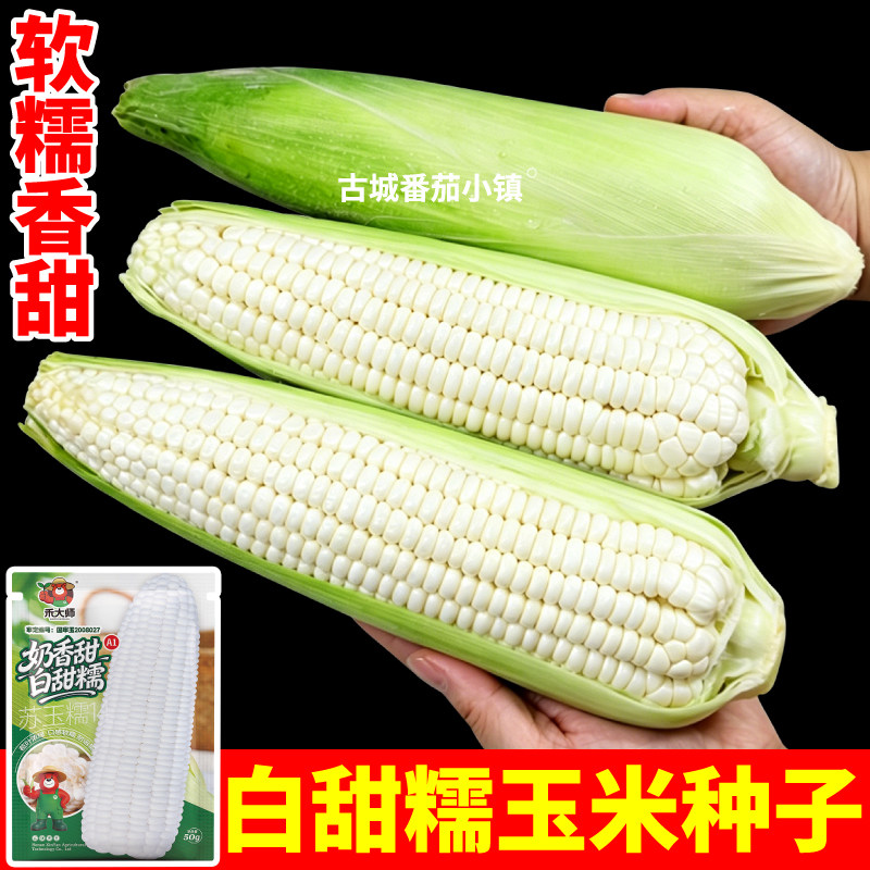 苏玉糯14白甜糯玉米种子软甜糯矮杆大棒农田量产黄白黑苞谷苞米籽