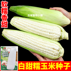 苏玉糯14白甜糯玉米种子软甜糯矮杆大棒农田量产黄白黑苞谷苞米籽