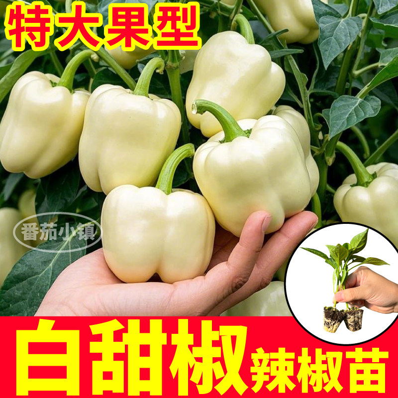 白甜椒苗秧高产大果白紫绿黄红方椒太空椒种子四季阳台盆栽带土球