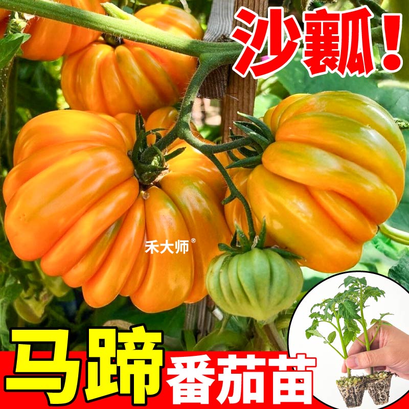 对版黄马蹄番茄苗秧沙瓤多汁红黄黑西红柿种子丑柿子四季阳台盆栽