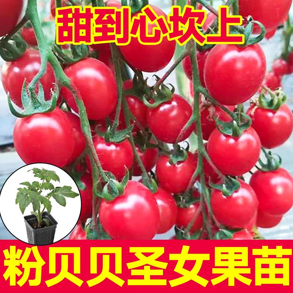 寿光超甜粉贝贝圣女果苗秧带土球红千禧黑珍珠小番茄种子四季盆栽
