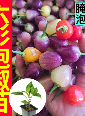 广西六彩泡椒苗秧七彩五彩特辣辣椒种子食用四季盆栽菜园幼苗蔬菜
