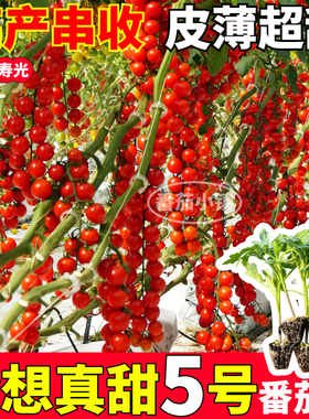 高产梦想真甜5号番茄苗秧爆甜多汁四季阳台盆栽红黄紫白千禧种子