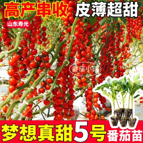 高产梦想真甜5号番茄苗秧爆甜多汁四季阳台盆栽红黄紫白千禧种子