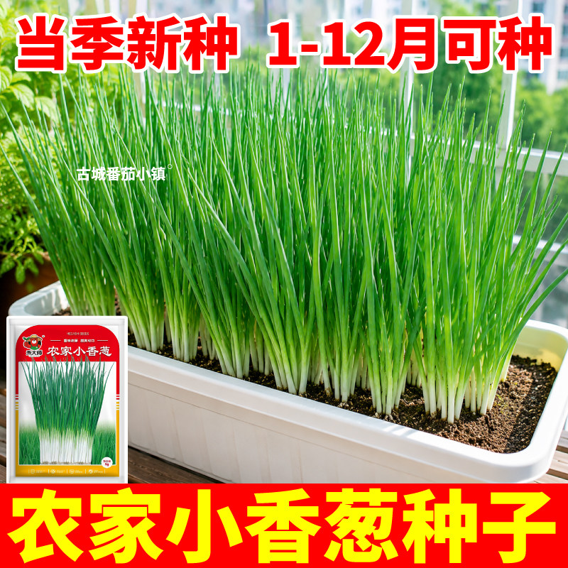 农家小香葱种子当季新种耐寒耐热老品种味浓速生小香葱种籽盆栽