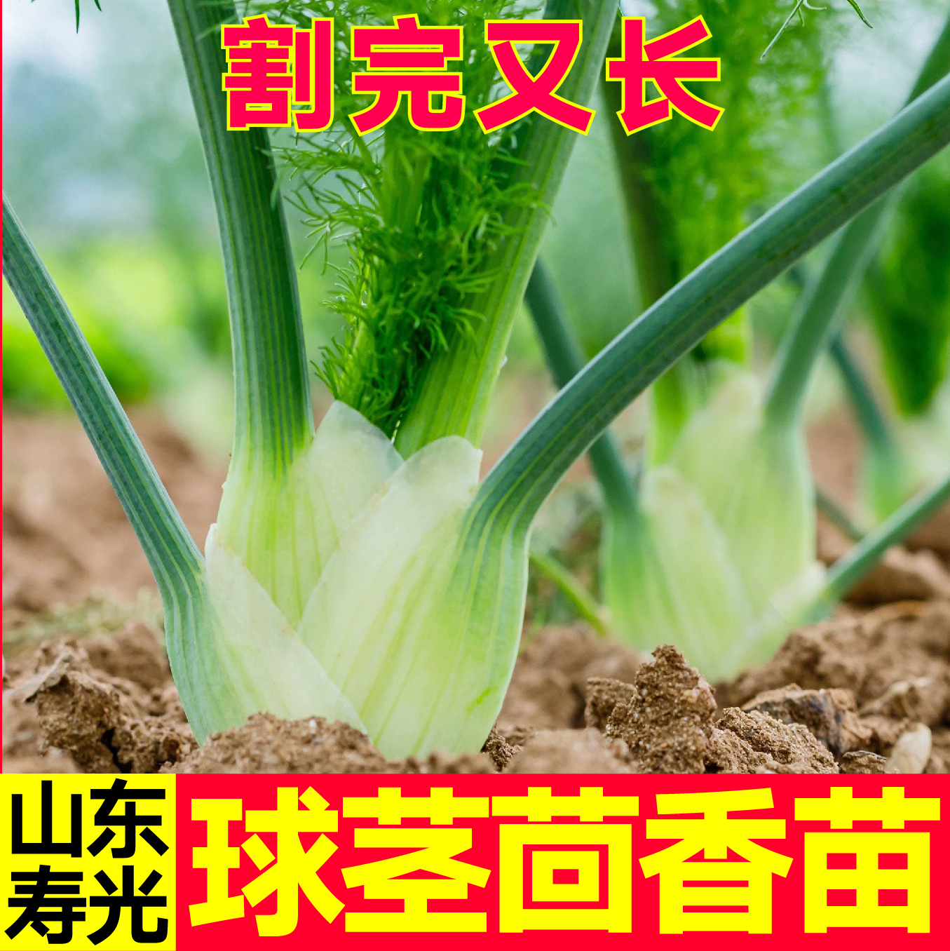 山东寿光正宗香味浓球茎茴香苗秧苗带土球结球割茬茴香种子四季苗 鲜花速递/花卉仿真/绿植园艺 家庭园艺种子 原图主图