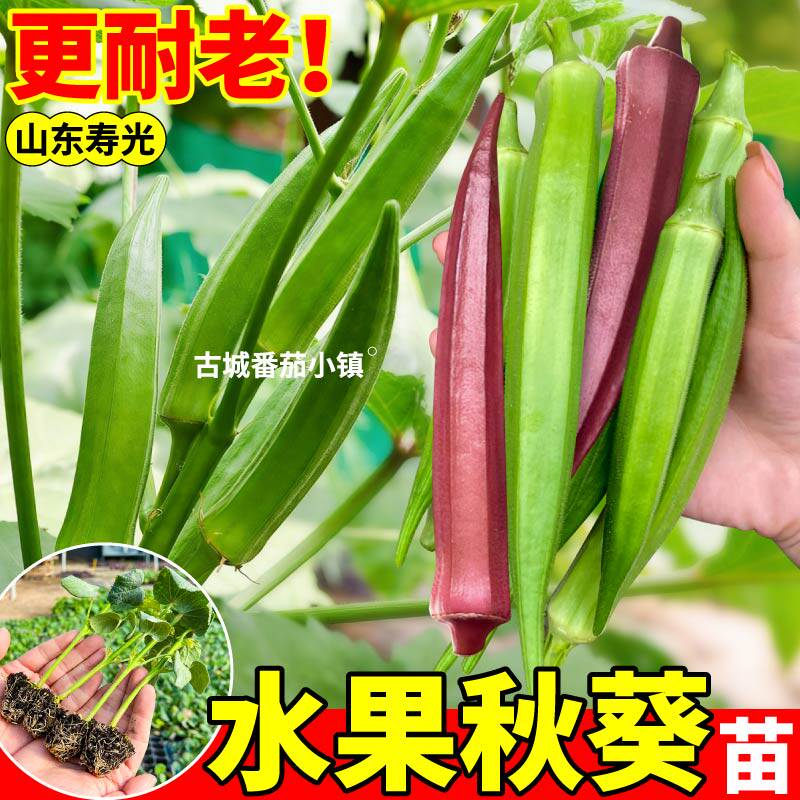 寿光水果秋葵苗秧更耐老更嫩绿红秋葵种子蔬菜苗阳台小院地栽盆栽