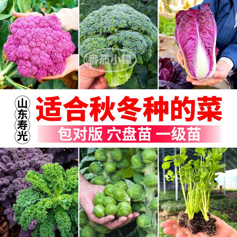 山东寿光四季种植芹菜花菜西兰花白菜孢子羽衣甘蓝适合秋冬种的菜