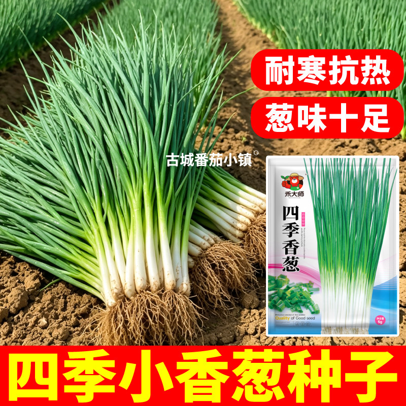 寿光四季小香葱种子香味浓厚阳台室内外盆栽蔬菜种籽高产当季新种