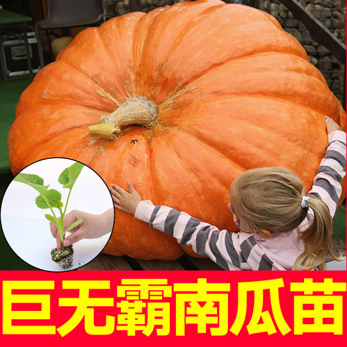 高产巨无霸超大特大南瓜苗秧带土球四季春秋阳台盆栽观赏食用种子