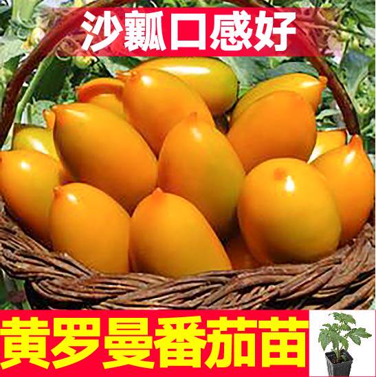 寿光沙瓤超甜黄罗曼番茄秧苗黄芒果黑珍珠圣女果西红柿种子盆栽苗
