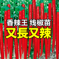 又長又辣線椒秧苗帶土球高產(chǎn)二荊條椒朝天椒小米辣椒種子四季盆栽