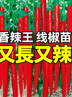 又长又辣线椒秧苗带土球高产二荆条椒朝天椒小米辣椒种子四季盆栽
