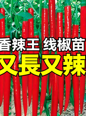 又长又辣线椒秧苗带土球高产二荆条椒朝天椒小米辣椒种子四季盆栽