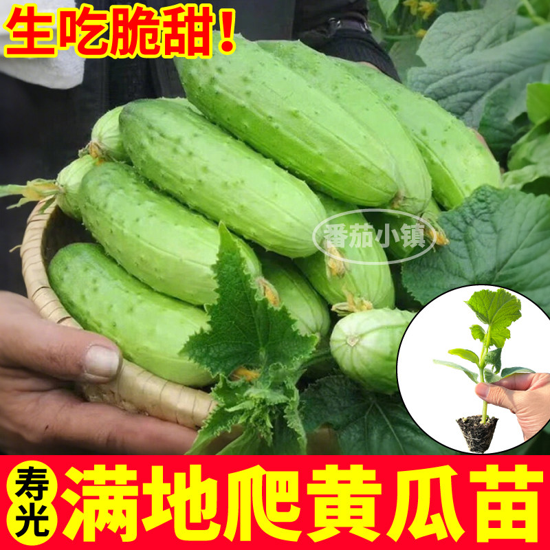 山东寿光满地爬黄瓜苗秧带土四季高产水果绿芯旱黄瓜种子阳台盆栽