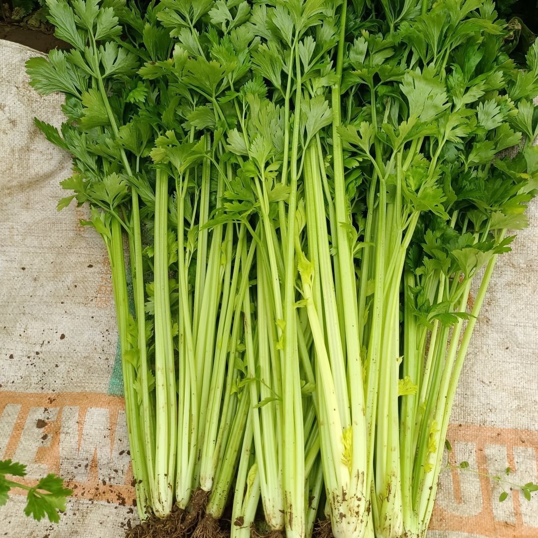 云南现摘香芹新鲜蔬菜
