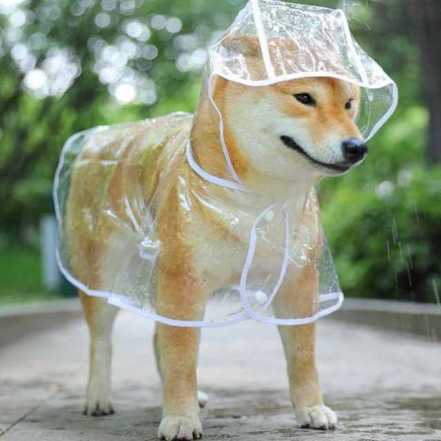 透明狗雨衣大中型犬萨摩耶泰迪比熊金毛猫咪衣服宠物衣服用品