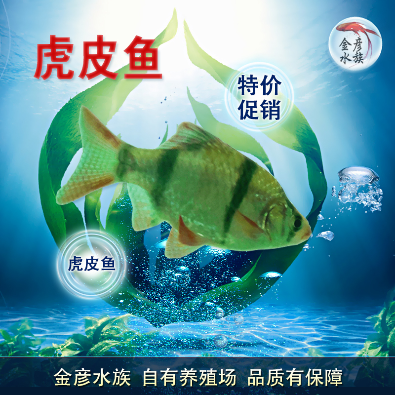 虎皮鱼活体 水族世界宠物鱼热带观赏鱼活体可繁殖 群游 特价包活