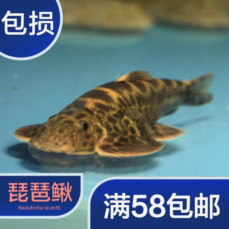 双吸盘爬岩鳅观赏鱼8元清道夫