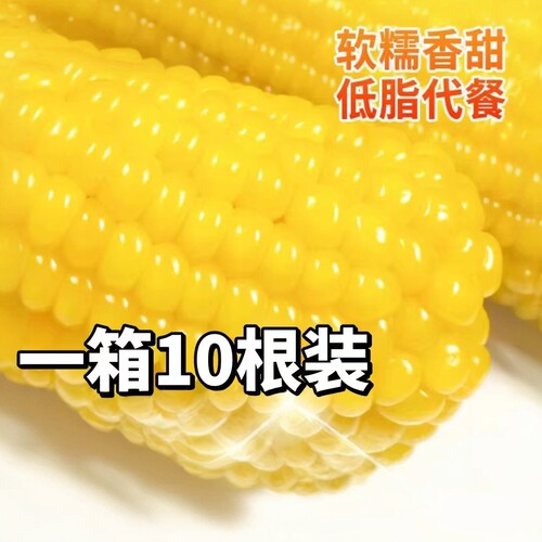 东北10根黄糯甜糯粘玉米苞米真空装包非转基因新鲜粗粮代餐大棒
