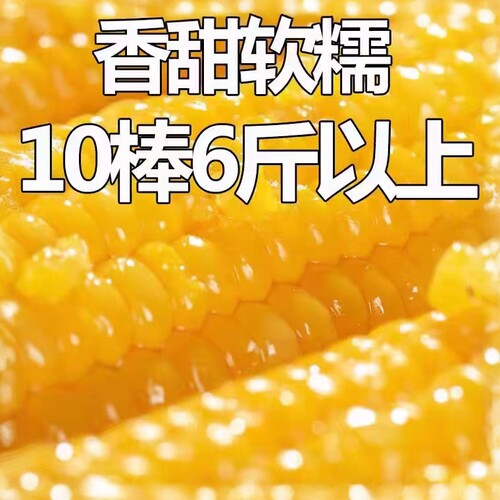 东北黄糯玉米10根非转基因真空