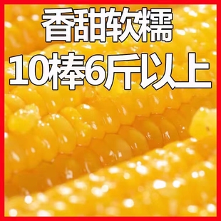 东北10根黄糯甜糯粘玉米苞米真空装 包非转基因新鲜粗粮代餐大棒