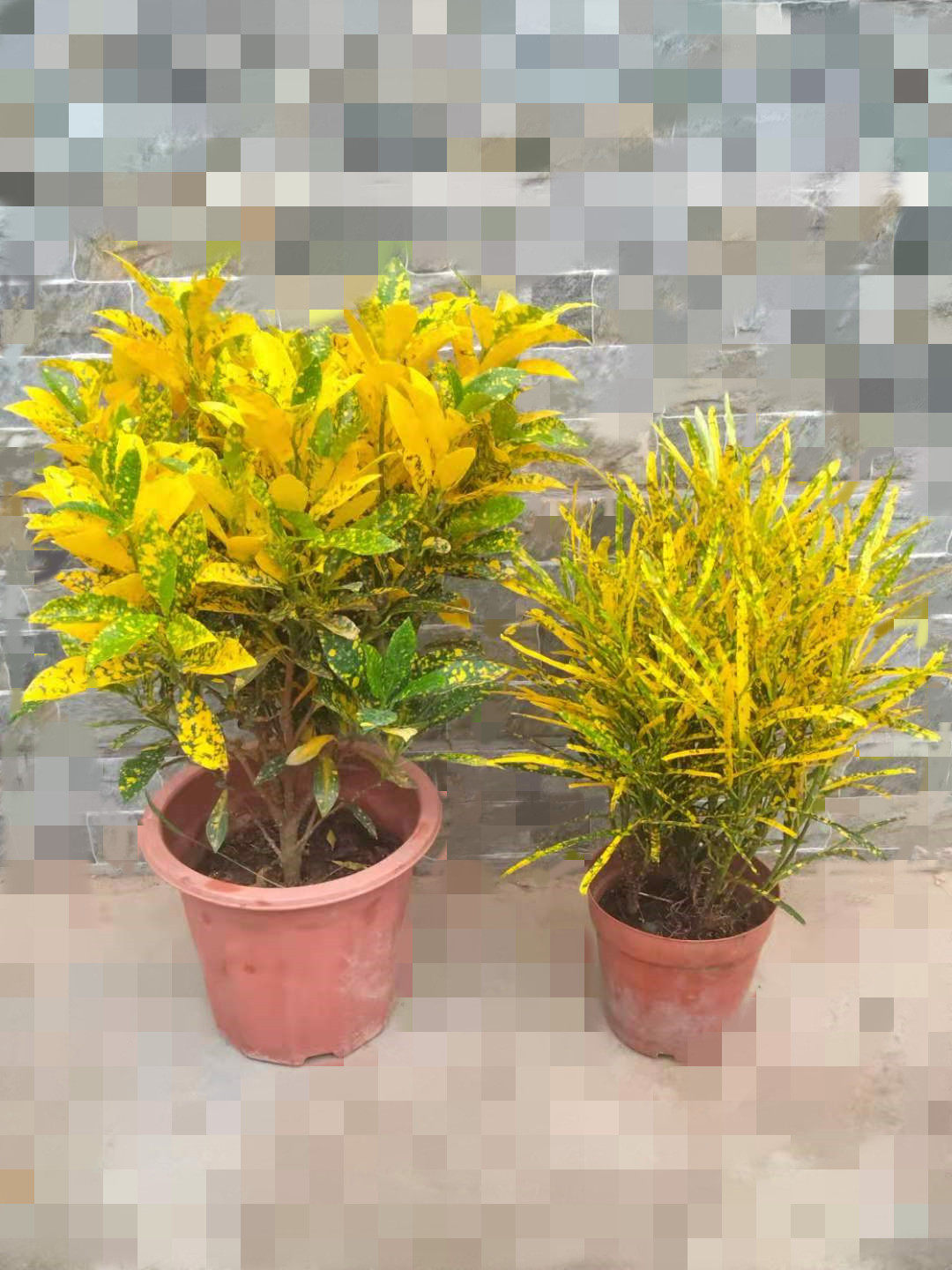 新品黄金万两室内盆栽绿植耐寒花卉观叶植物洒金榕净化空气吸甲醛