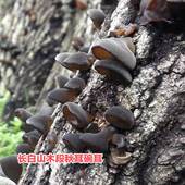 东北长白山木椴秋木耳碗耳农家自然晾晒无根肉厚一斤 包邮