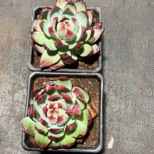 惊鸿2颗30