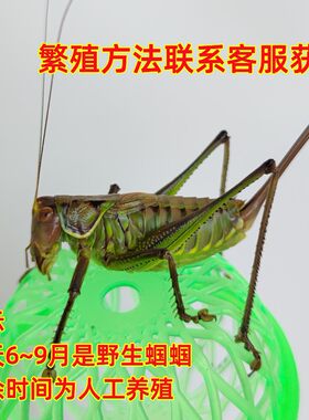 新蜕母蝈蝈铁皮山青翡翠绿母蝈蝈平谷铁母蝈蝈繁殖专用不会鸣叫