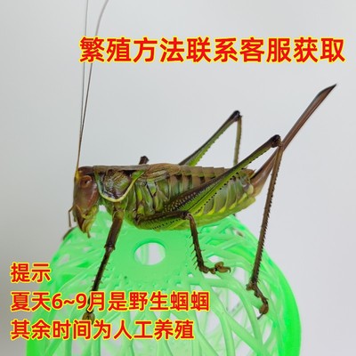 新蜕母蝈蝈铁皮山青翡翠绿母蝈蝈平谷铁母蝈蝈繁殖专用不会鸣叫