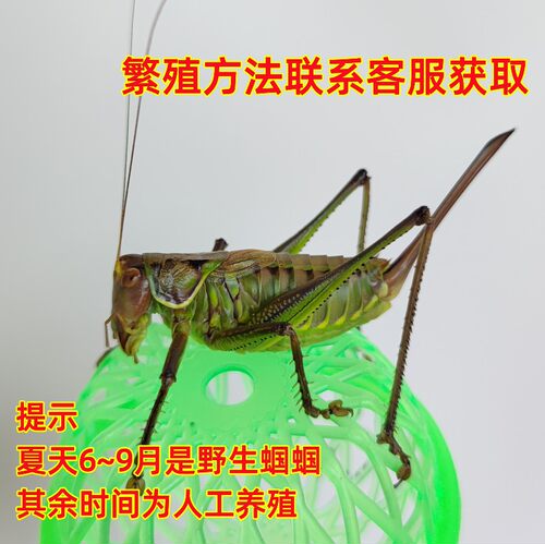 新蜕母蝈蝈铁皮山青翡翠绿母蝈蝈平谷铁母蝈蝈繁殖专用不会鸣叫