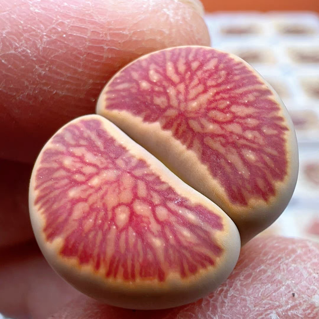 红窗菊母本多肉植物生石花屁屁花一物一拍肉锥组合新手套餐