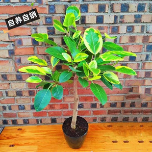 花叶橡皮树坦尼克高山榕富贵树琴叶榕室内外庭院绿植盆栽净化空气