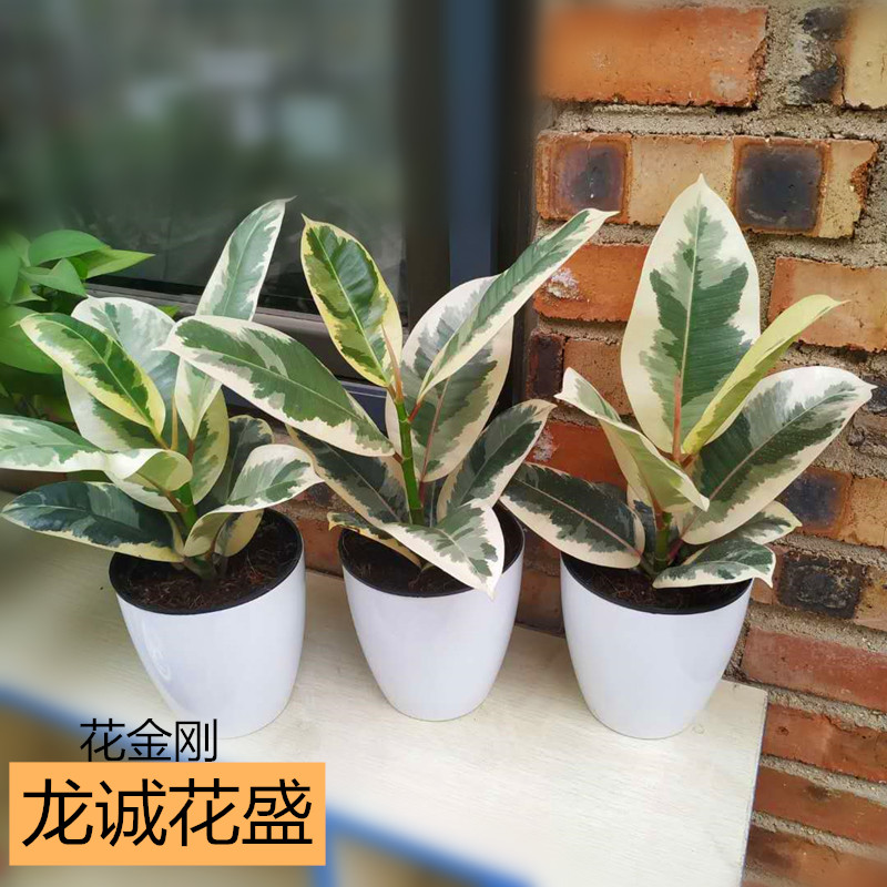 橡皮树办公室阳台绿植