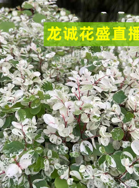 直播间指定款黑金刚绿色橡皮树花叶绿植庭院阳台盆栽好养耐热绿植