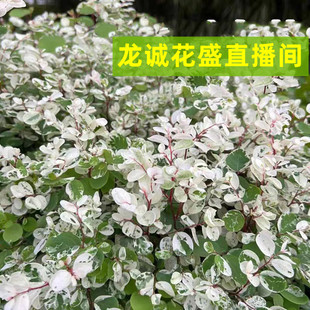 直播间指定款 黑金刚绿色橡皮树花叶绿植庭院阳台盆栽好养耐热绿植