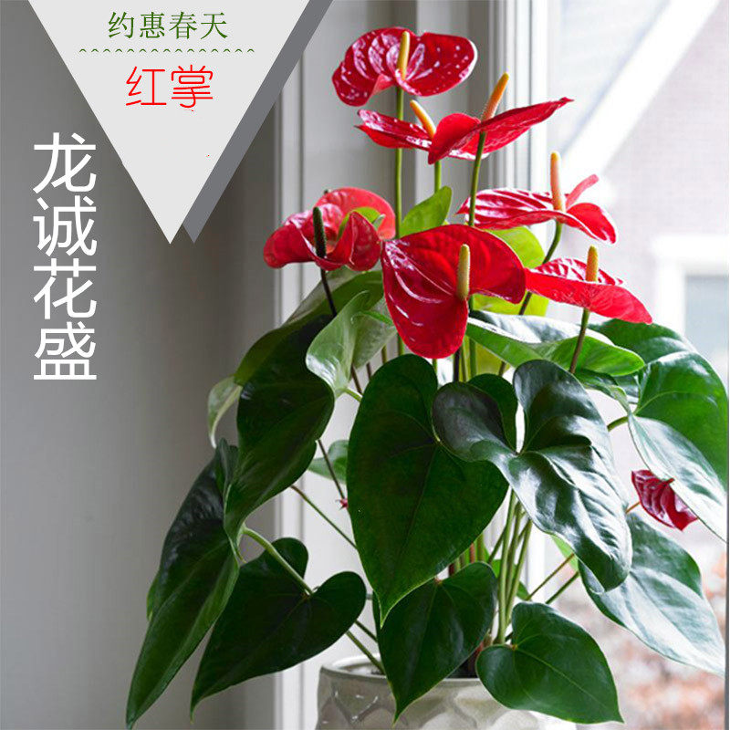 红掌粉掌彩掌室内客厅桌面绿植盆栽净化空气四季花卉龙诚花盛包邮