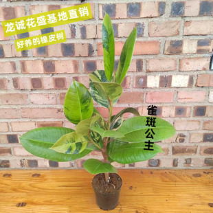 橡皮树雀斑公主老桩美观好养锦化叶片净化空气耐贫瘠根系健壮